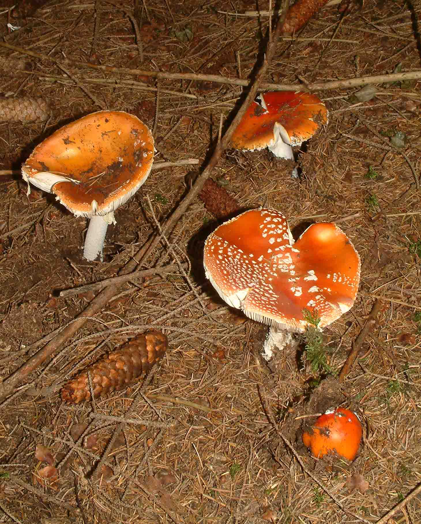 Cosa ha da fare un marinaio in montagna se non....